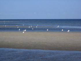 Möven Sandbank.JPG